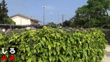 Heydouga 4017 PPV136素人あかね 素人さき 素人まい – 【続】「ついにＡＶ解禁の正真正銘１８才登場！」これは抜ける！乳娘と行く中出しツアー2013夏@沖縄